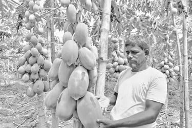 পেঁপে চাষে ঝুঁকছেন কৃষক