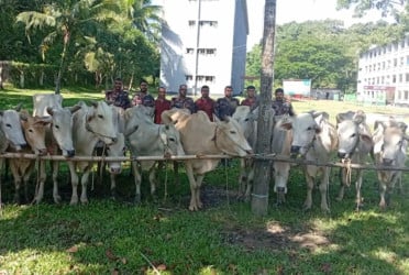 বিজিবির অভিযানে ১৫ বার্মিজ গরু জব্দ