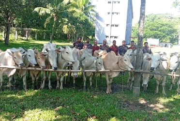 নাইক্ষ্যংছড়িতে বিজিবির অভিযানে ১৫ বার্মিজ গরু জব্দ