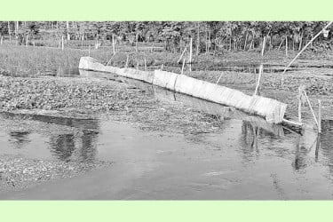 নালায় বাঁধ, জলাবদ্ধতায় ক্ষতির মুখে আমন
