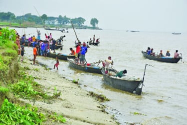 নিষেধাজ্ঞা অমান্য করে পদ্মায় চলছে ইলিশ নিধন