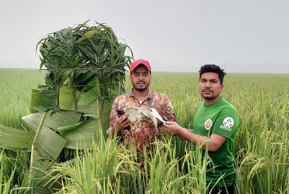 চলনবিলের আকাশে অবমুক্ত ১০ বক ও ঘুঘু