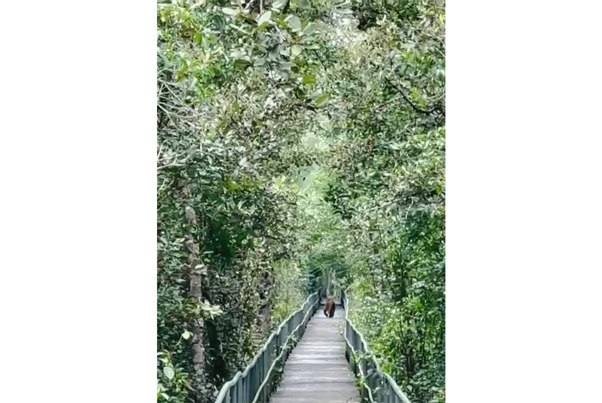 সুন্দরবনের ইকোট্যুরিজম কেন্দ্রের ফুট ট্রেইলে ঘুরছে বাঘ