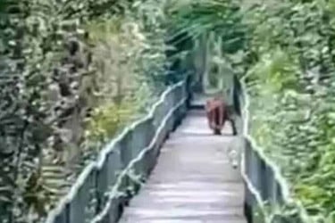সুন্দরবনের হাড়বাড়িয়া পর্যটন কেন্দ্রের ফুট ট্রেইলে দেখা গেল বাঘ