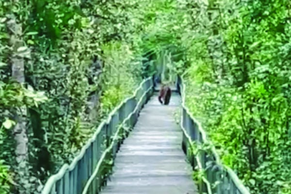 ফুট ট্রেইলে ঘুরে ফিরছে বাঘ