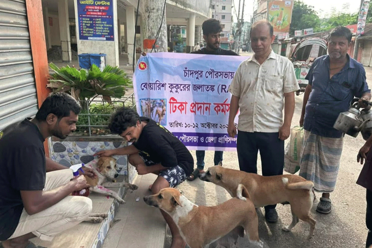 চাঁদপুরে পথকুকুরকে দেওয়া হচ্ছে জলাতঙ্ক টিকা