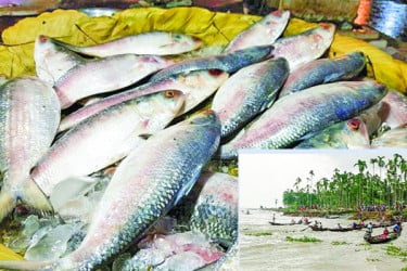 কীভাবে বাঁচবে মা ইলিশ