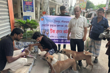 চাঁদপুরে পথকুকুরকে দেওয়া হচ্ছে জলাতঙ্ক টিকা