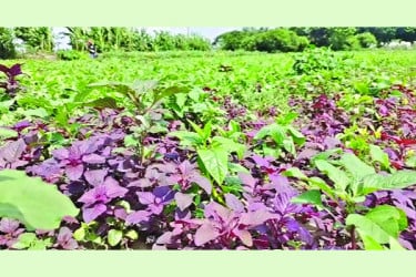 চরের সবজি সারা দেশে