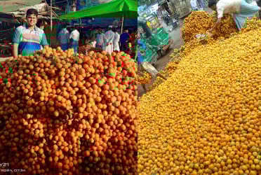কক্সবাজারে সুপারির বাম্পার ফলন
