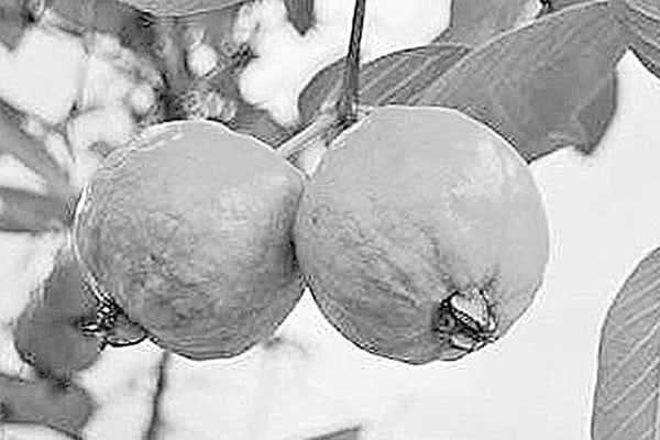 পেয়ারার গুণাগুণ