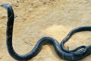চট্টগ্রামে কিং কোবরা সাপ উদ্ধার