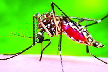 ডেঙ্গুতে আরও চারজনের মৃত্যু হাসপাতালে ভর্তি ৭৫৮