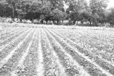 শীতের সবজি, ভালো ফলনের আশায় দিন গুনছেন কৃষক