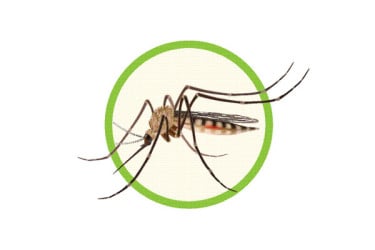 ১৬ দিনেই হাসপাতালে ভর্তি ১০ হাজার ডেঙ্গু রোগী