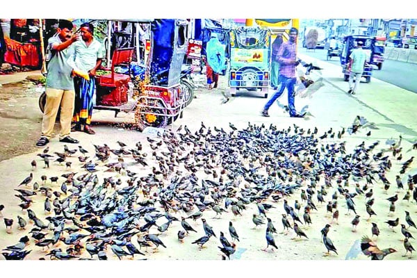 পাখির জন্য ভালোবাসা