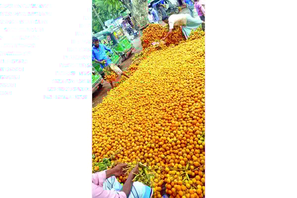 সুপারিতে হাসছে উপকূল
