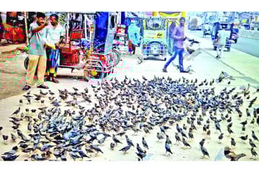 পাখির জন্য ভালোবাসা