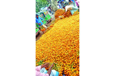 সুপারিতে হাসছে উপকূল
