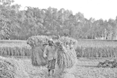 আগাম ধানে কৃষক হাসে মঙ্গা দূর