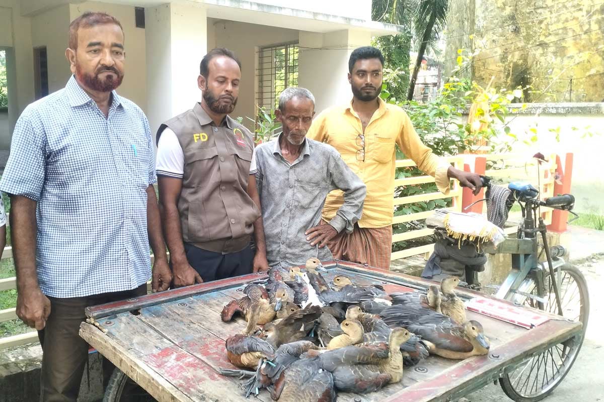 খাবারের সন্ধানে এসে প্রাণ হারাচ্ছে অতিথি পাখি