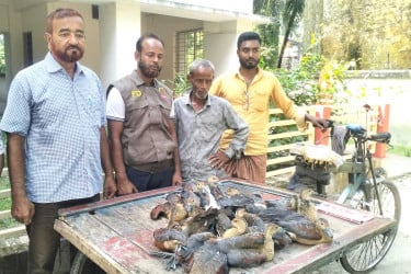 খাবারের সন্ধানে এসে প্রাণ হারাচ্ছে অতিথি পাখি