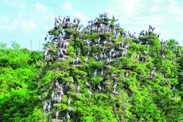 পাখির অভয়ারণ্য কানাইপুকুর গ্রাম
