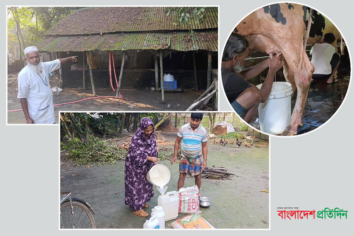 কুমিল্লার সেই ‘দুধের গ্রাম’ এখন নীরব-নিস্তব্ধ