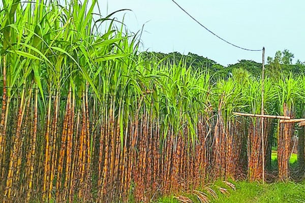 বাগেরহাটে ৩০০ হেক্টর জমিতে আখ চাষ