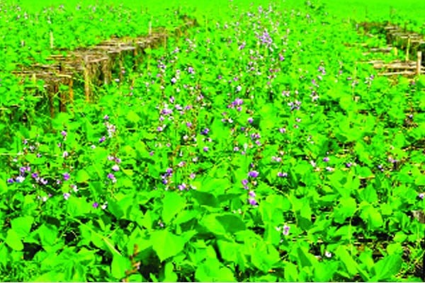 আগাম শীতের সবজি চাষে স্বপ্ন বুনছেন কৃষক