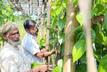 পানের রসে রঙিন গ্রাম