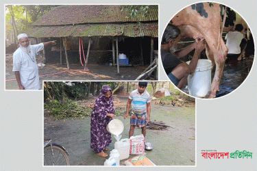 কুমিল্লার সেই ‘দুধের গ্রাম’ এখন নীরব-নিস্তব্ধ