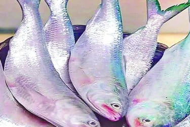 ইলিশ রক্ষায় মায়া নেই জেলেদের
