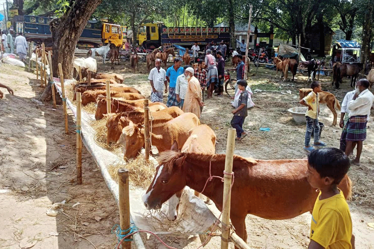 দেড়শ বছরের ঐতিহ্য ‘ঢেমঢেমিয়া কালিমেলা’ এখন ঘোড়া-মহিষের মেলা