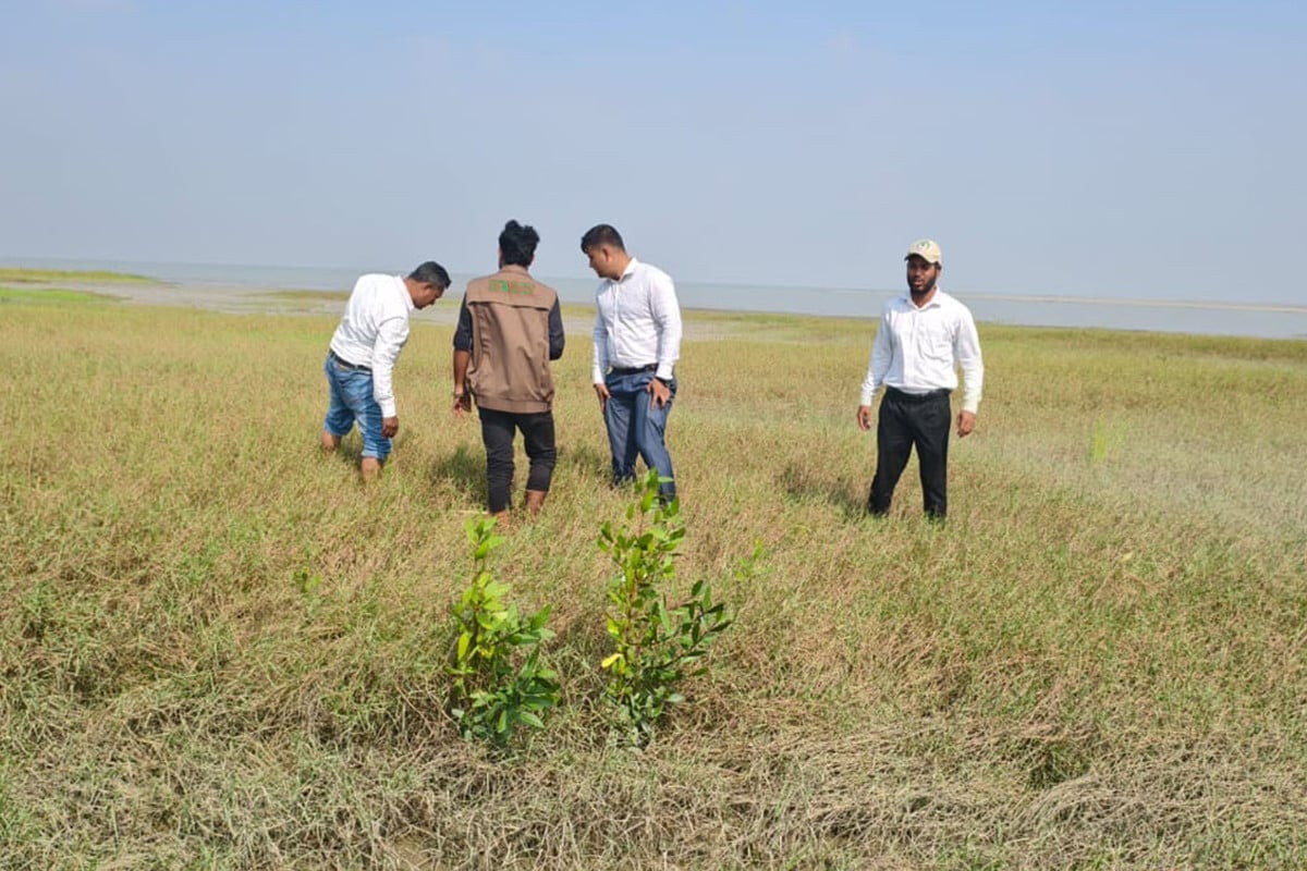 চর বিজয়ে দৃশ্যমান হয়েছে ম্যানগ্রোভ প্রজাতির গাছ