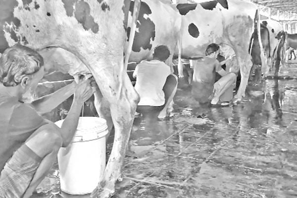 খাদ্যের মূল্যবৃদ্ধি, লোকসানে খামারি