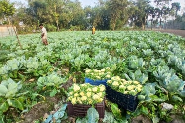 নীলফামারীতে আগাম ফুলকপি চাষে কৃষকের মুখে হাসি
