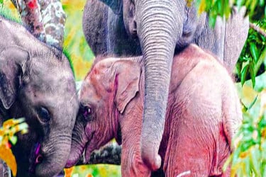 মারা গেছে রাঙামাটির সেই ‘গোলাপি হাতি’