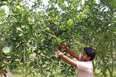 বগুড়ায় মালটা চাষে যুবক মাসুদের বাজিমাত