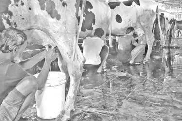 খাদ্যের মূল্যবৃদ্ধি, লোকসানে খামারি