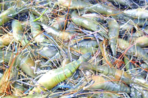 উত্থানপতনের বেড়াজালে চিংড়ি রপ্তানি