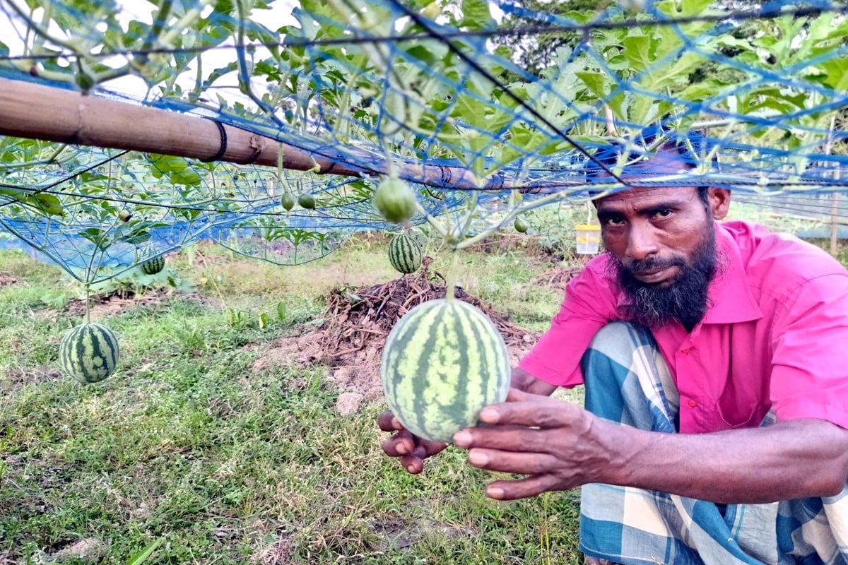 বিশ্বনাথে অসময়ে তরমুজ চাষ, লাভের স্বপ্ন দেখছেন কৃষক