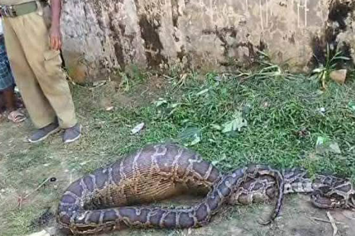 পূর্ণবয়স্ক ছাগলটিকে গিলে খেলো অজগর!