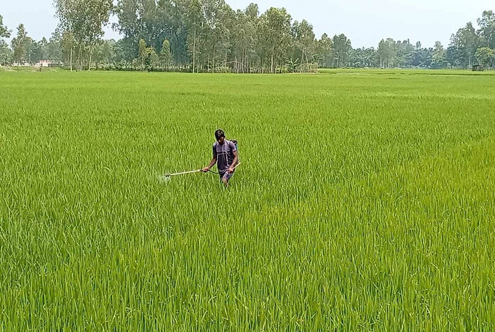 লালমনিরহাটে ধানের ক্ষেতে পোকার আক্রমণ, দিশেহারা কৃষক