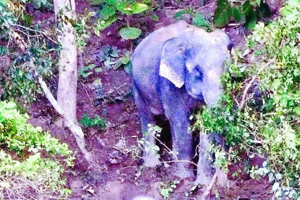 শাবকের নিথর দেহের পাশে তিন দিন ঠায় দাঁড়িয়ে মা