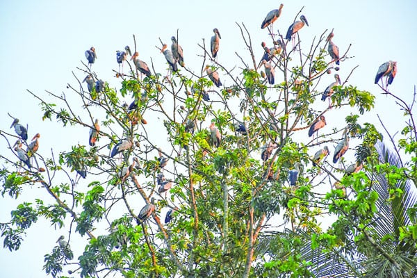 অতিথি পাখিতে মুখর গ্রাম