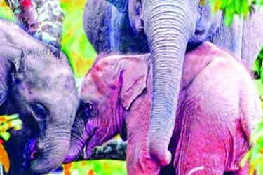 মারা গেছে রাঙামাটির বিরল গোলাপি হাতি