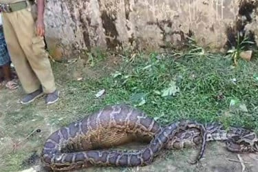 পূর্ণবয়স্ক ছাগলটিকে গিলে খেলো অজগর!