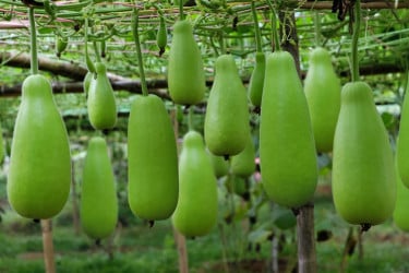 লাউ খেলে ত্বকের যেসব উপকার হয়