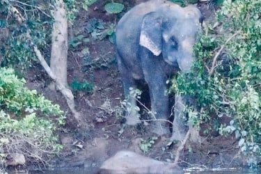 হ্রদে ভাসছে নিথর গোলাপি হাতি শাবক, তিন দিন ধরে পাহারায় শোকগ্রস্ত মা!